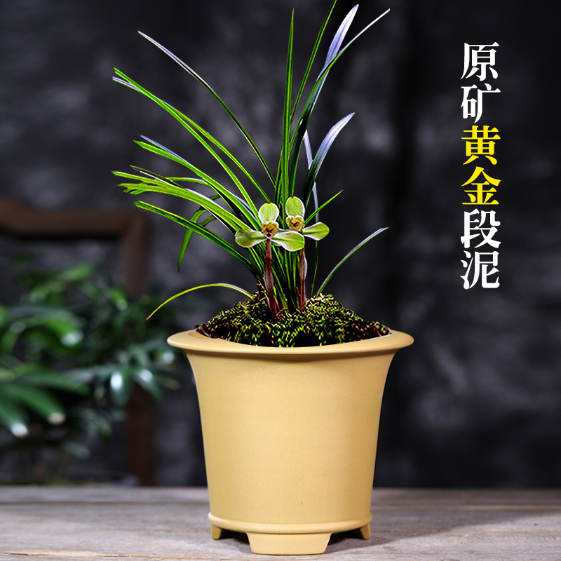 兰花盆大口径陶瓷紫砂兰花专用盆君子蕙春建达摩矮盆素面特价清仓