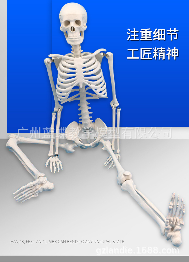 医学标准人体骨骼模型 骨架教学模型 85cm骨架 关节模型 正骨模型