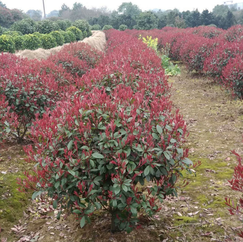 红叶石楠球苗 四季长青 地载花镜中式耐寒植物地栽球形 绿植-阿里巴巴