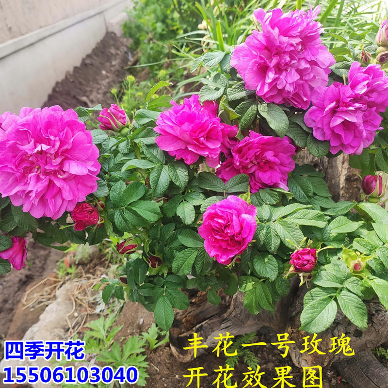 批发食用玫瑰花小苗刺玫瑰四季玫瑰平阴玫瑰丰花一号大马士革开花