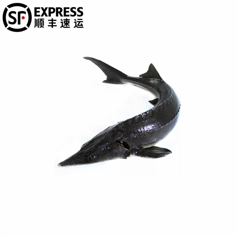 3斤顺丰免清理鲟龙鱼鲟鳇鱼软骨无刺新鲜速冻水产生态泉水养殖鱼