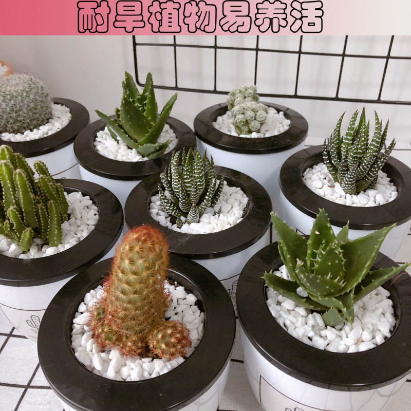 【基地直供】观叶植物花卉小盆栽绿植 绿墙专用 120#变色龙-报价