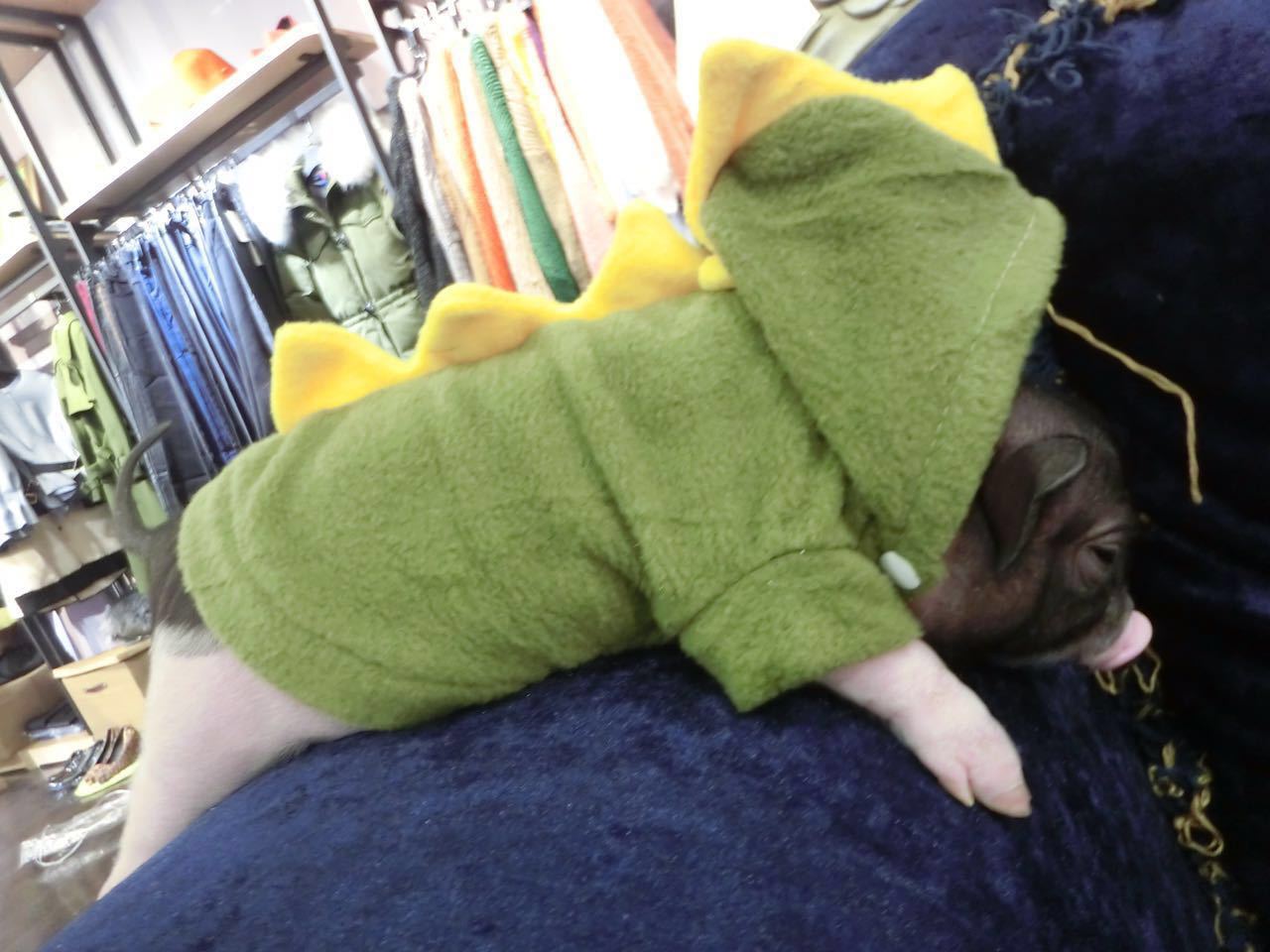 泰国小香猪衣服 宠物猪衣服 小香猪衣服 小香猪用品 四季款 包邮
