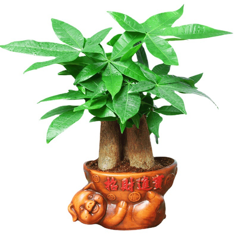 发财盆栽植物室内花卉小盆景客厅办公室绿植四季常青招财摇钱