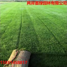 基地直销 马尼拉各种草皮各种规格 量大优惠  价格便宜 欢迎