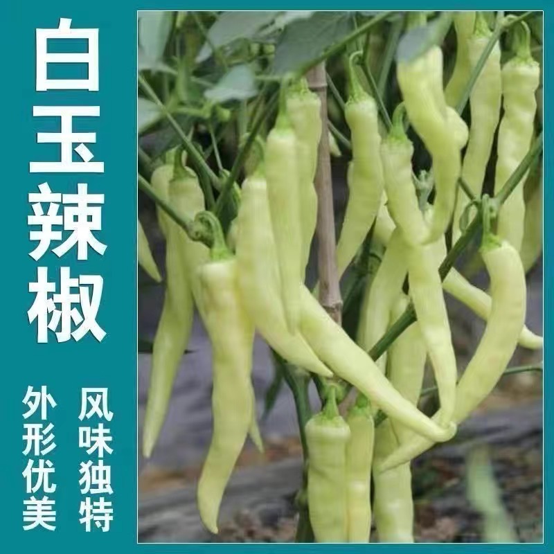 白玉椒种子超辣小米椒种籽春秋四季阳台盆栽泡椒籽蔬菜籽辣椒种子