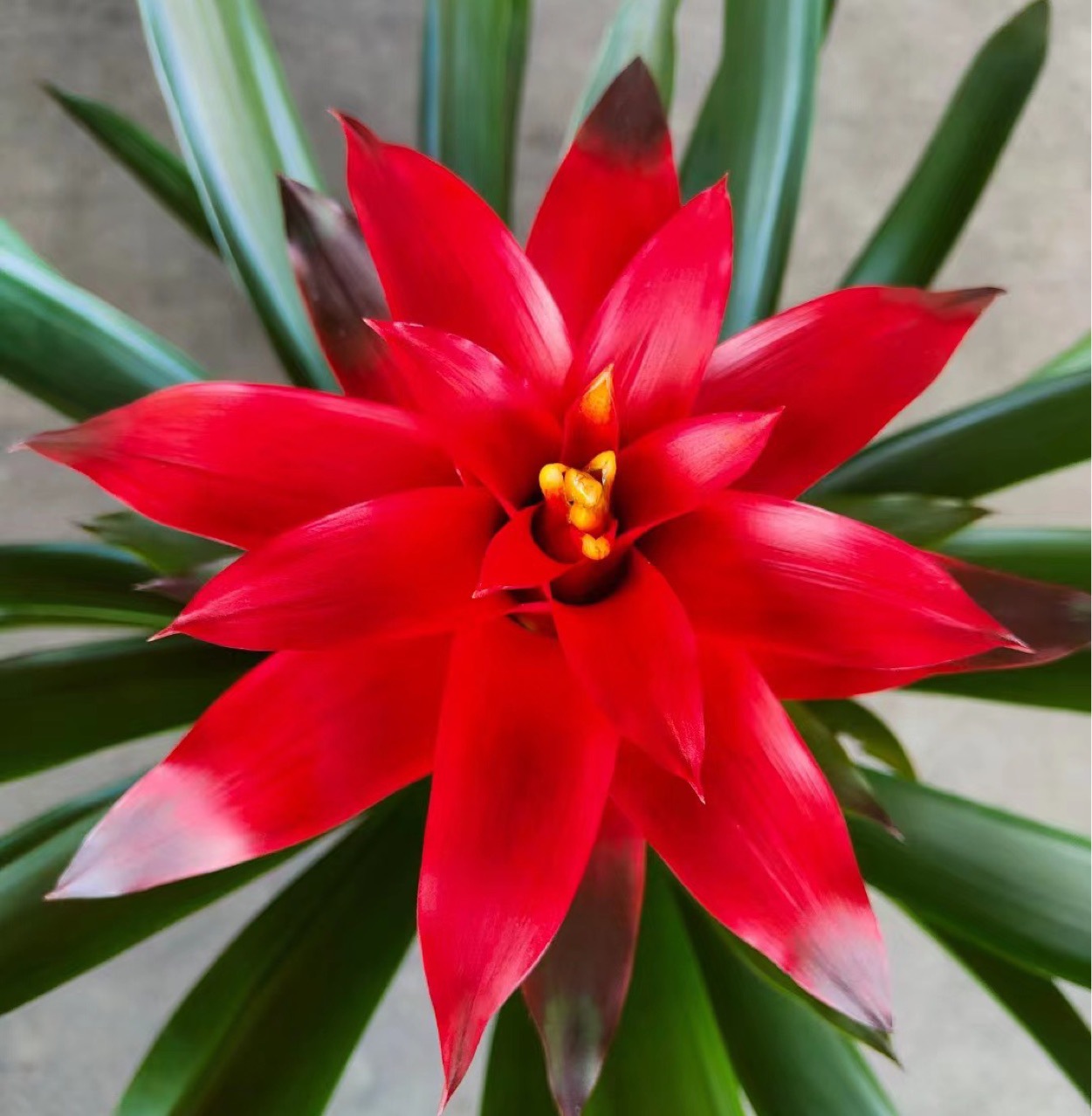 基地供应盆栽鸿运当头新红星平头红年宵花凤梨花乔迁客厅开业桌面