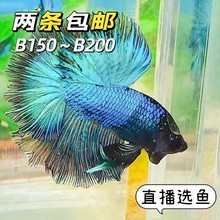 泰国斗鱼狮王半月马尾将军淡水水族类观赏鱼