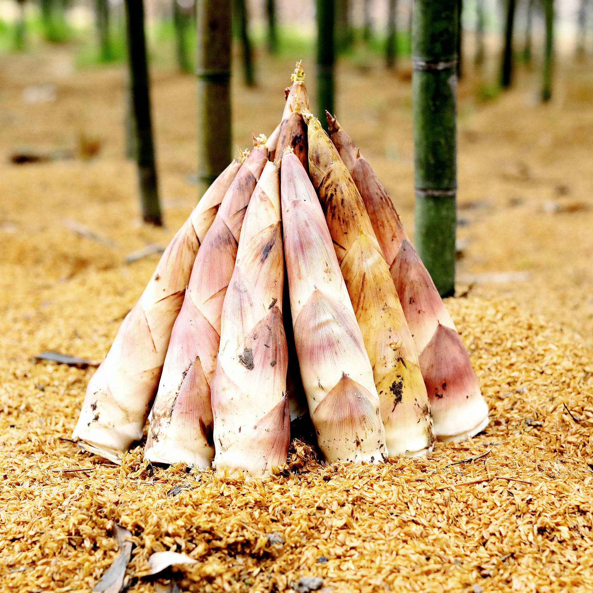 新鲜现挖冬笋春笋雷笋尖子带箱6斤顺丰包邮浙江临安天目山嫩竹笋5