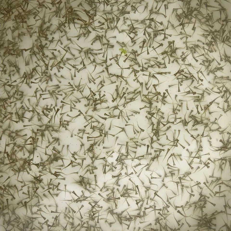 泥鳅水花鱼苗批发小泥鳅苗台湾泥鳅水花苗寸片 四大家鱼水花 包邮
