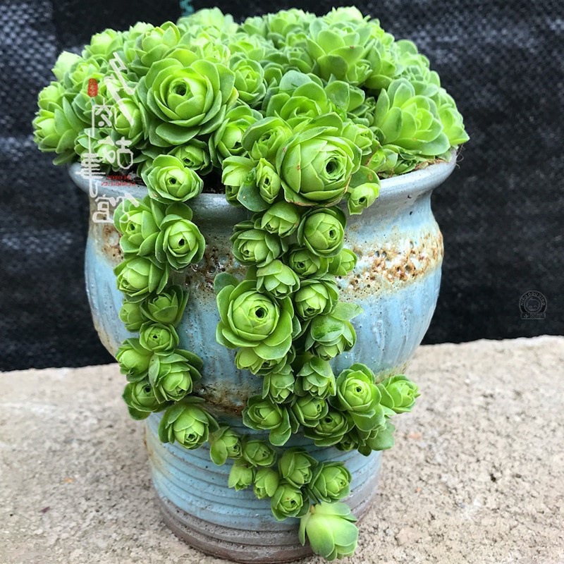 山地玫瑰多肉老桩粉耶罗多头组合群含盆土多头组合室内阳台