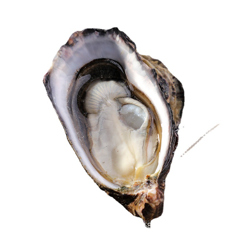 新西兰进口马尔伯勒生蚝鲜活生蚝大量批发西餐厅蚝吧酒店直供新鲜