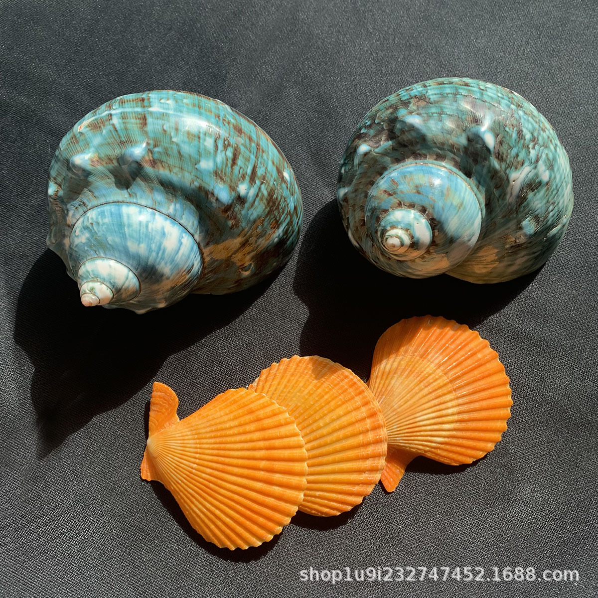 爱贝来贝壳工艺品 维纳斯骨螺可做装饰品 标本收藏海螺贝壳批发