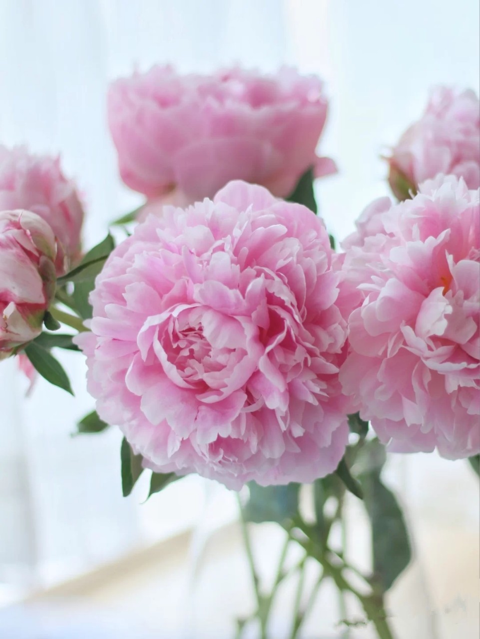 重瓣芍药鲜切花粉色芍药鲜花高端花材云南昆明斗南直发