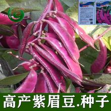 紫扁豆紫眉豆红眉豆种子红峨眉豆蔬菜阳台盆栽大田高产品种易发芽