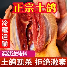 乳鸽散养鸽子土鸽子鸽子肉新鲜鸽子新鲜现杀鸽子炖汤散养生鲜厂家