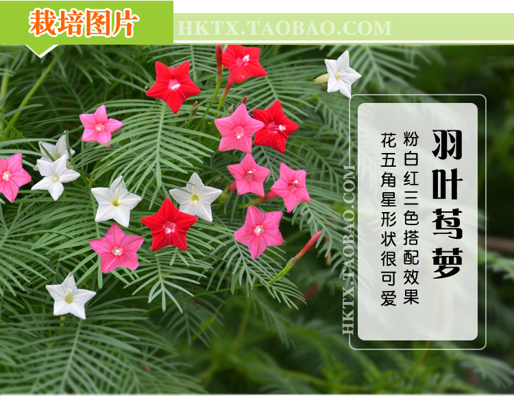 羽叶茑萝花种子庭院爬藤植物五角星花盆栽阳台四季易种活开花不断