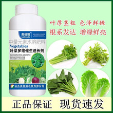 叶菜专用叶面肥芹菜菠菜生菜白菜香菜韭菜营养液微量元素正品包邮