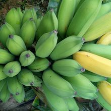 香蕉10斤新鲜广西小米蕉正宗现摘当季水果软糯芭蕉整箱粉蕉自然熟