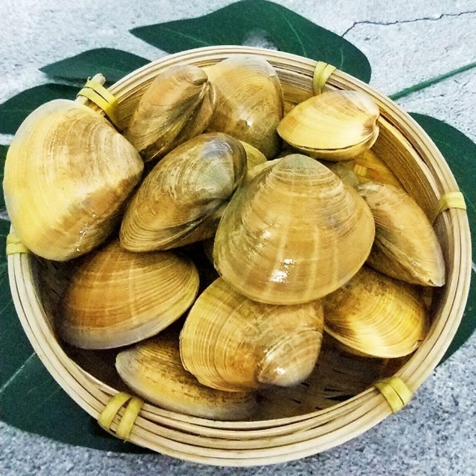 丹东大黄蚬子鲜活无沙蛤蜊海鲜贝类特产海鲜无沙水产新鲜的活蚬
