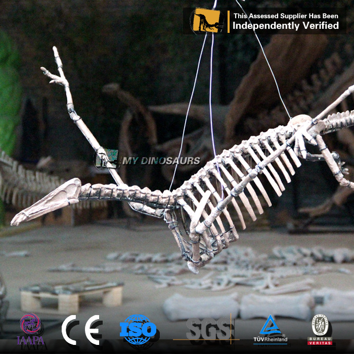 源头厂家 恐龙化石骨架科学考古尺寸复制品模型 悬挂翼龙化石