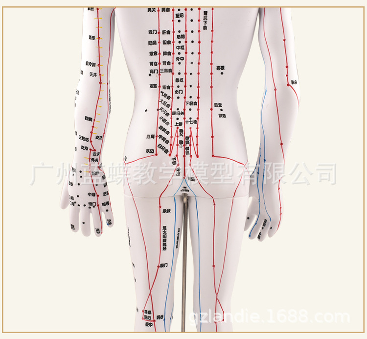 50cm全白色人体针灸穴位模型软胶可扎针经络推拿按摩教学雕刻工艺