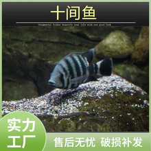 野生萨伊蓝六间鱼苗三湖慈鲷鱼观赏鱼伊巴卡布隆迪热带鱼龙鱼配鱼