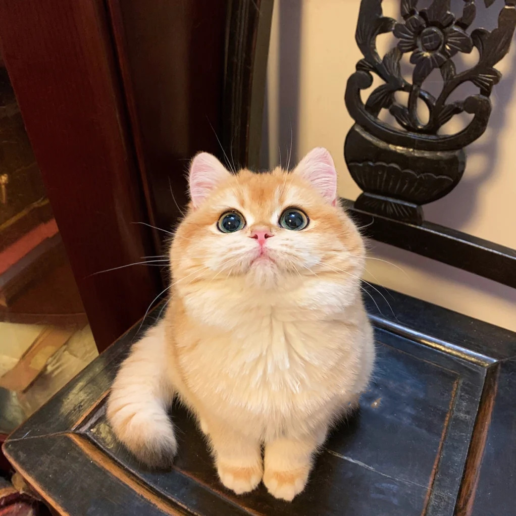 短毛猫英国纯种