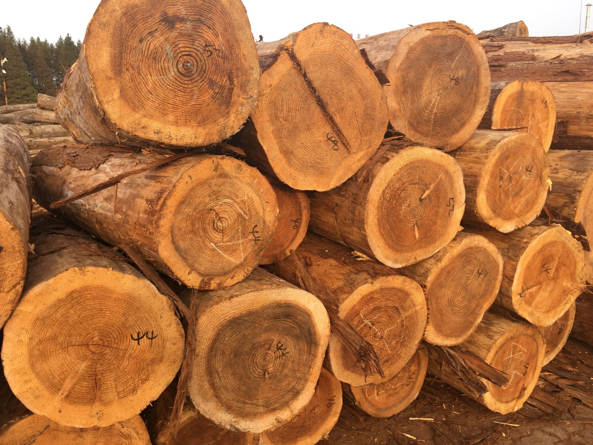 柳杉原木大口径柳杉原木棺木寿材杉木桩杉木杆工地河道打桩木削尖