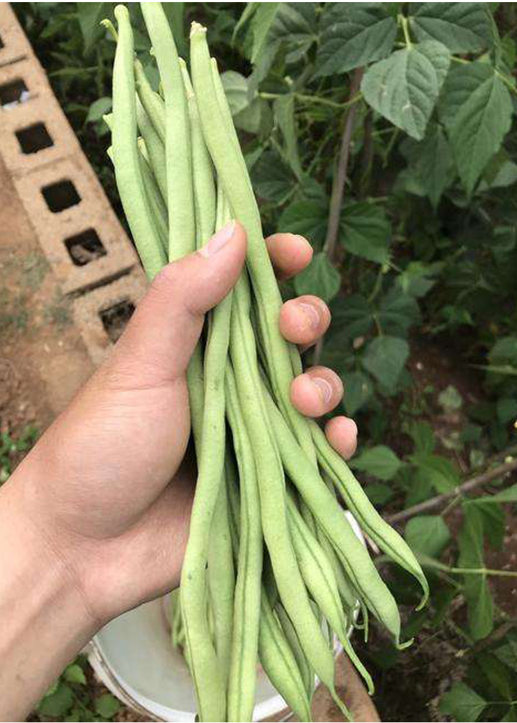 泰国特长无筋四季豆地豆芸豆角种子春季无筋豆无丝豆架豆种籽种孑