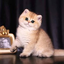 纯种英短银渐层猫蓝金渐层猫矮脚曼基康拿破仑蓝猫纯白小猫咪活物