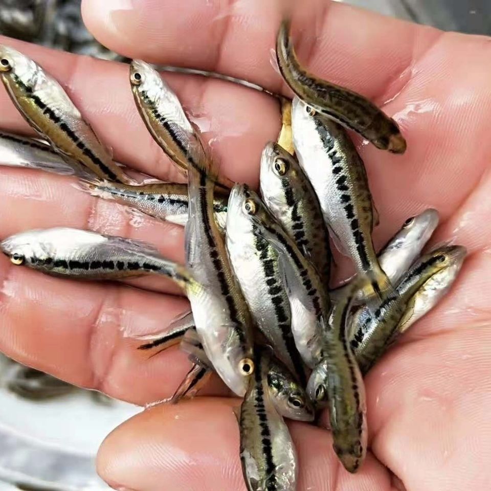 优质加州鲈鱼大规格路亚苗大口黑鲈冷水包活淡水养殖广东鱼苗批发