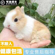 网红英国巨型安哥拉兔长毛宠物小白兔子活物垂耳兔活体猫猫侏儒兔