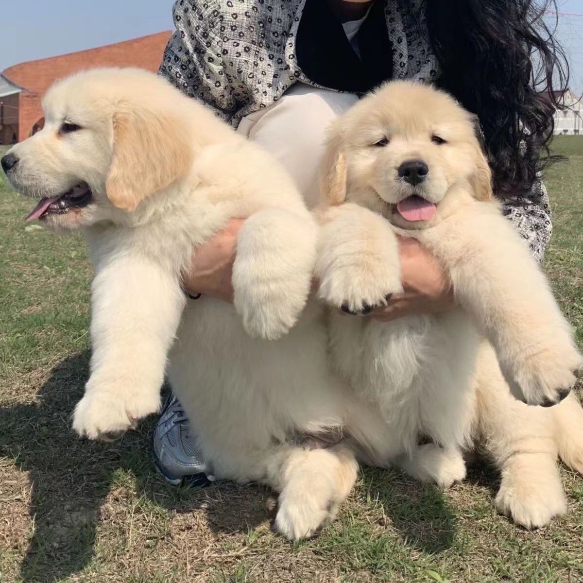 金毛幼犬纯种活体巡回犬金毛幼犬宠物狗家养双血统赛级金毛犬幼崽