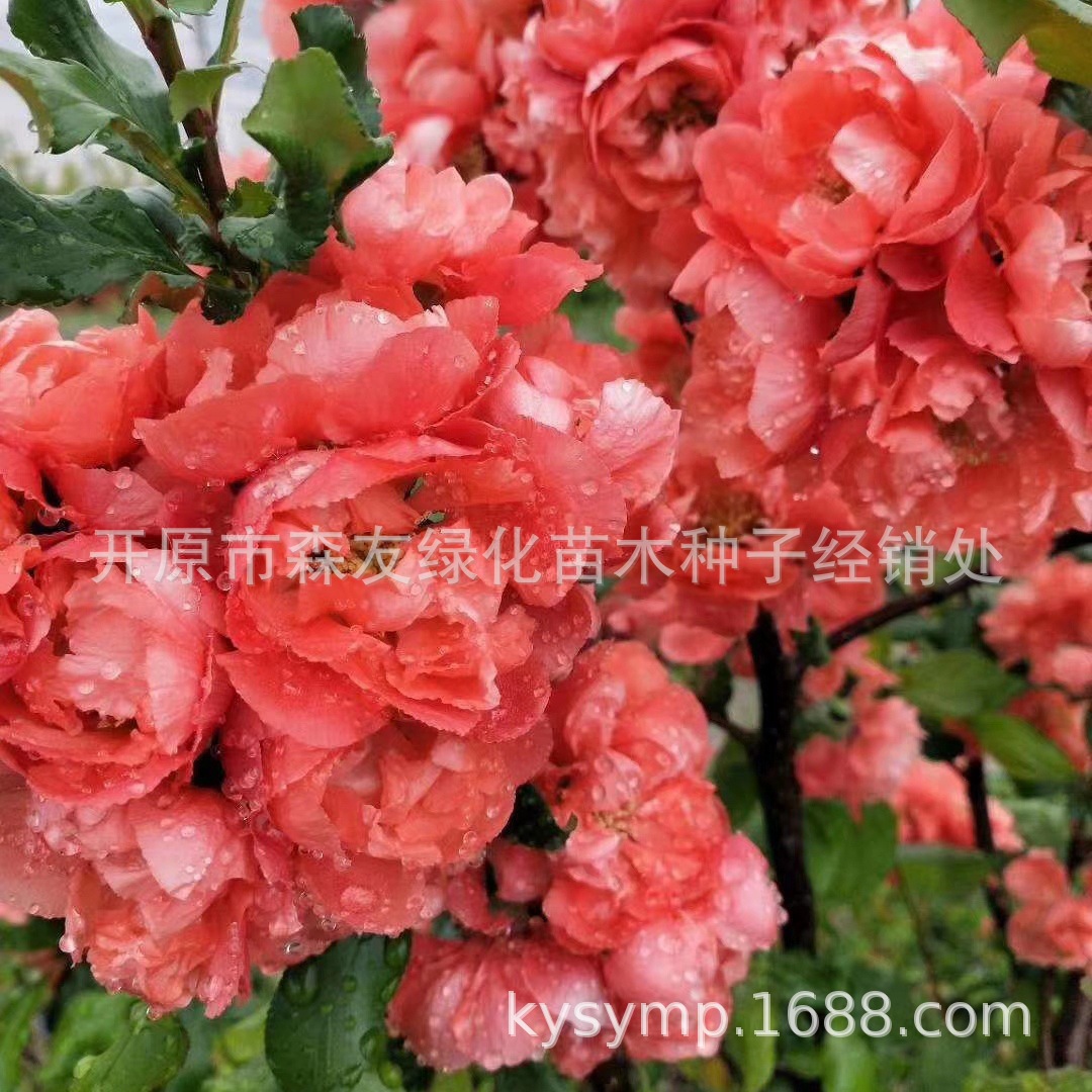 富贵王子海棠扦插苗 日本海棠苗 抗寒北美海棠接穗 3-5公分海棠树