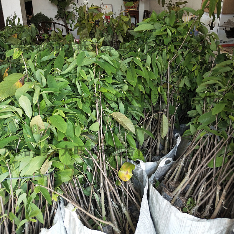 台湾凤梨释迦果苗蜜释迦果树苗番荔枝苗佛头陀果苗林檎果树苗