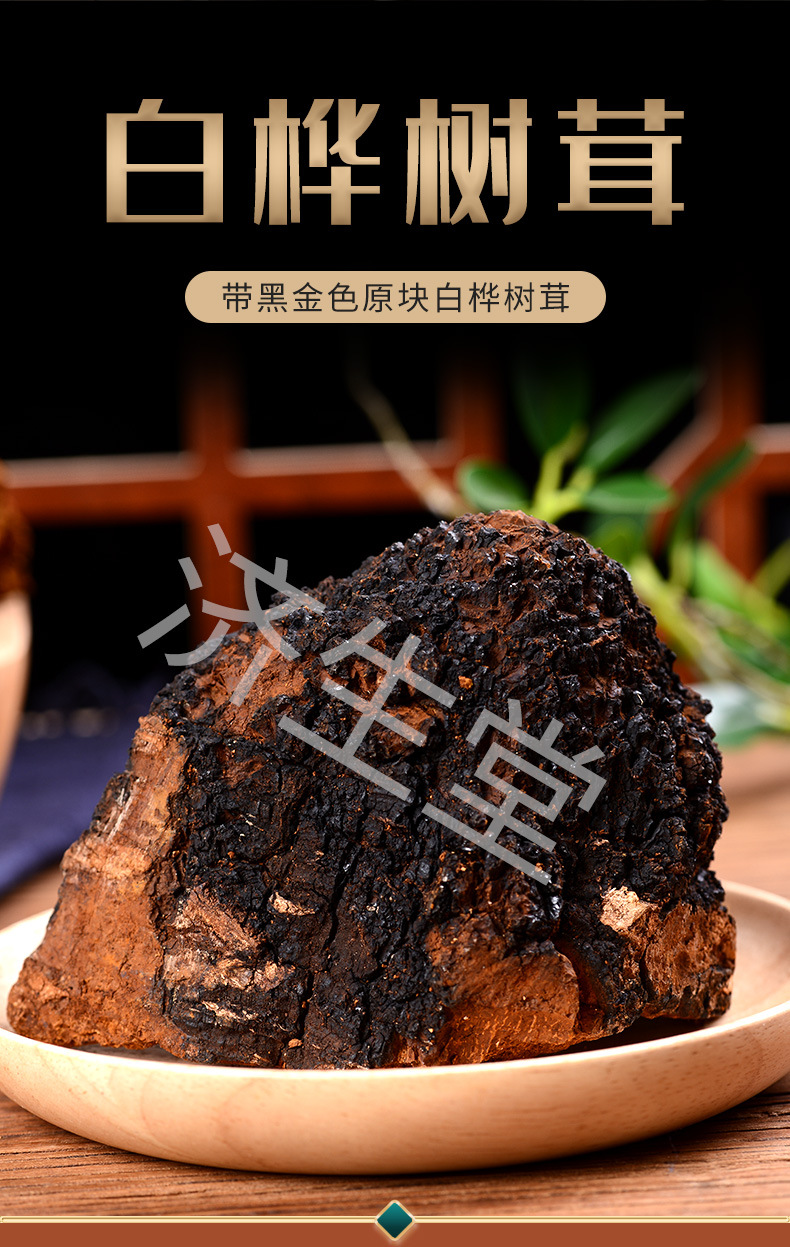 块状白桦树茸带金色原块纹理清晰当季新货采摘带皮桦褐孔菌中药材