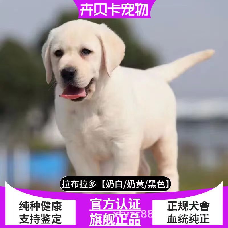 纯种拉布拉多幼犬活体奶白色拉布拉多导盲犬价格拉布拉多宠物狗狗