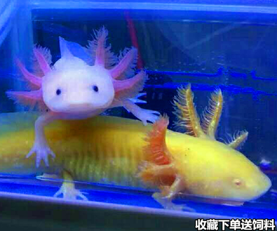 六角恐龙鱼淡水冷水鱼金鱼饲料原生鱼观赏鱼活体宠物锦鲤热带鱼