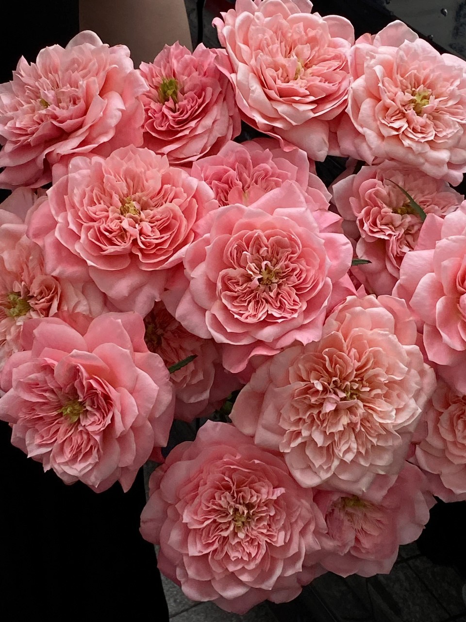 顺丰冷链超稀有多头美琴玫瑰粉色泡泡玫瑰花批发云南昆明直发