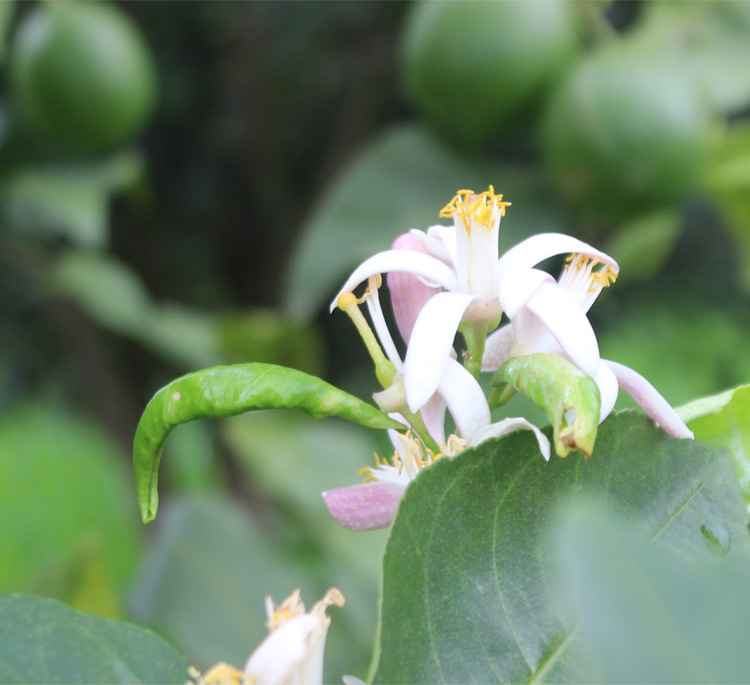 奶茶店优选青柠檬新鲜台湾尤力克四季青柠冷饮非香水柠檬汁冷冻