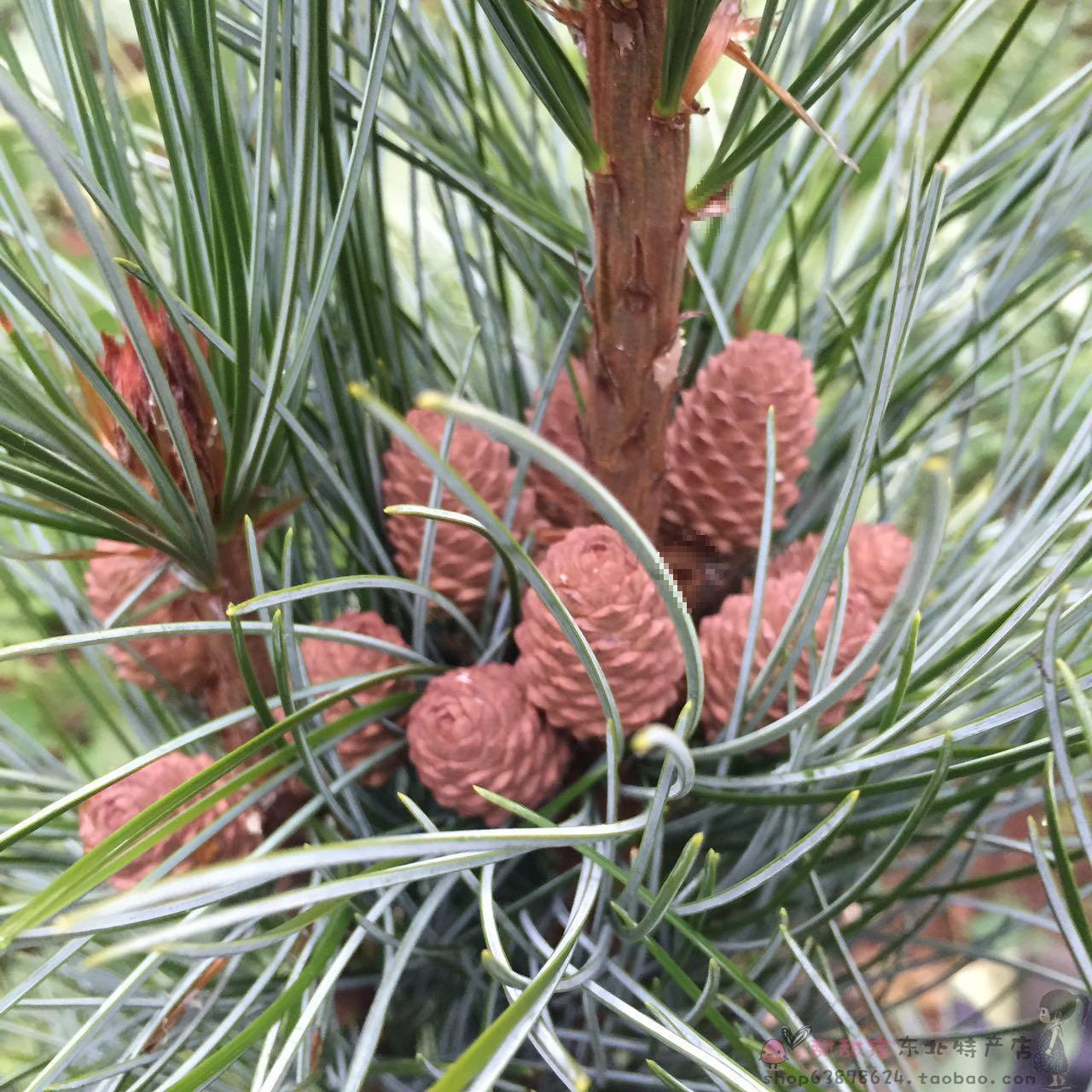 新货生松子东北野生不开口大颗粒原味新鲜松子仁松鼠粮500g散装