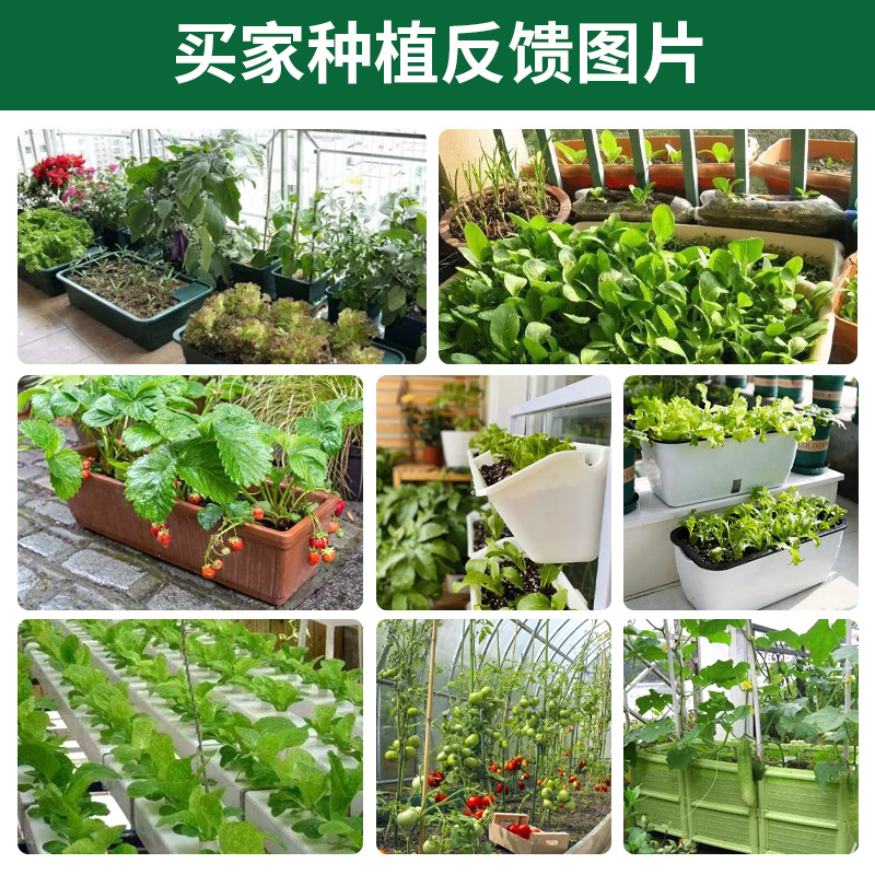 四季蔬菜种子 盆栽阳台庭院草莓番茄青菜萝卜生菜小葱蔬菜籽大全