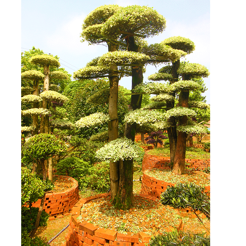 造型金姬女贞桩 园林造型树金姬小蜡景观乔木绿化风景树苗批发