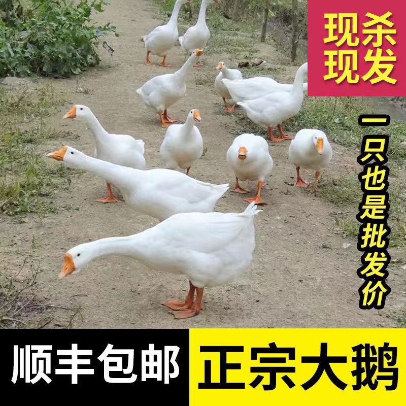 农家散养新鲜大鹅鹅肉鹅掌大白鹅活体冷冻非东北笨老鹅现杀完6斤