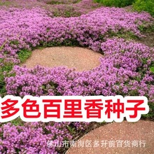 香草种子香草紫色匍匐百里香种子 跨境电商 香草庭院阳台盆栽