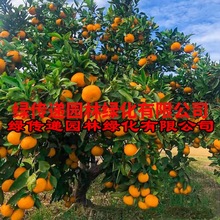 浙江黄岩无核蜜桔苗嫁接早熟桔子树苗黄岩蜜桔果树苗当年结果树苗