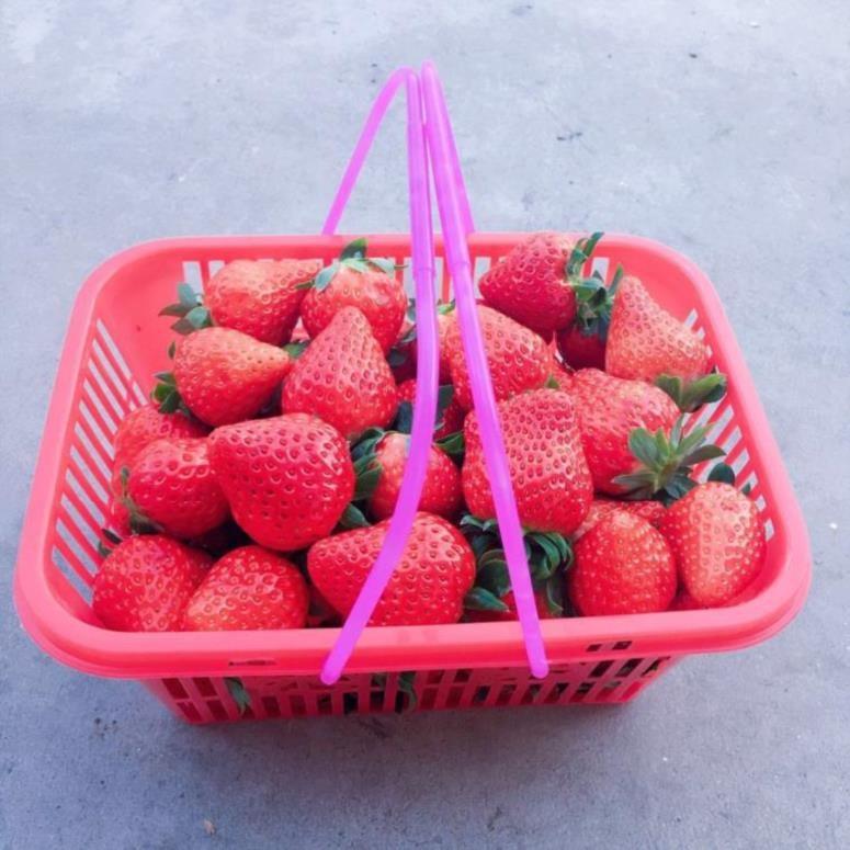 摘草莓篮子