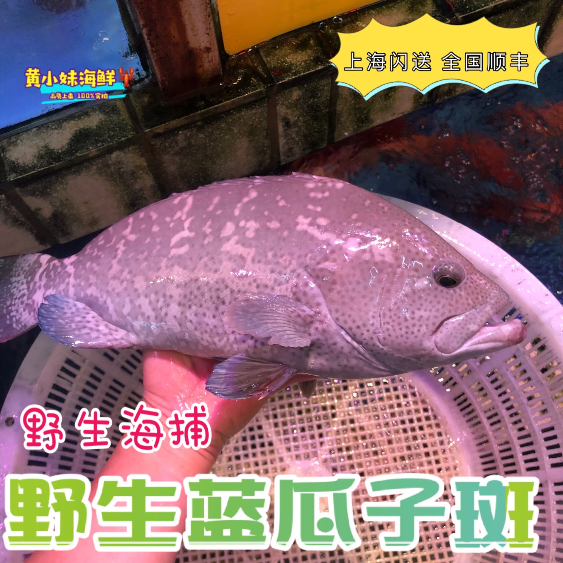 鲜活蓝瓜子斑鱼正宗海捕野生海鱼东星斑七星斑刺身海鲜1斤价-阿里巴巴