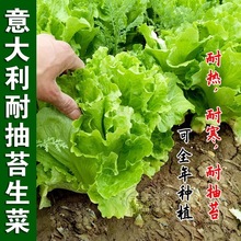 意大利生菜种子籽抗热耐抽苔全年生菜四季种植阳台菜园易种植